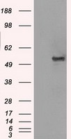 SLC2A5 Antibody