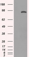 STAT1 Antibody