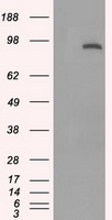 STAT1 Antibody