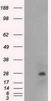 NAT8 Antibody