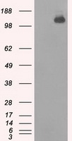 BubR1 Antibody