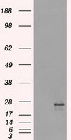 NAT8 Antibody