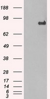 STAT1 Antibody