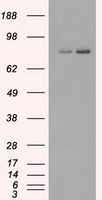 FERMT2 Antibody