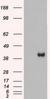 MEK2 Antibody