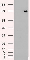 TYRO3 Antibody