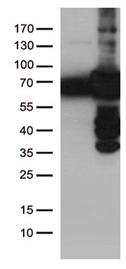 PLK1 Antibody