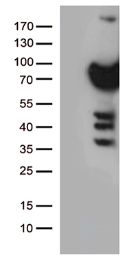 PLK1 Antibody