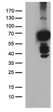 PLK1 Antibody