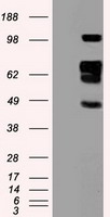 SIGLEC9 Antibody
