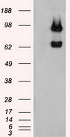 USP13 Antibody