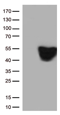GFAP Antibody