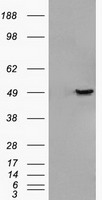 GFAP Antibody