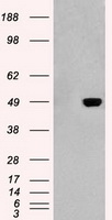GFAP Antibody