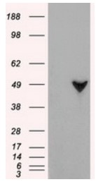 GFAP Antibody