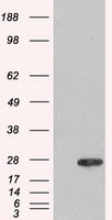 Adenylate Kinase 1 Antibody