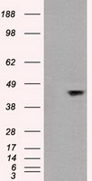 JNK1 Antibody