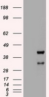 HHEX Antibody
