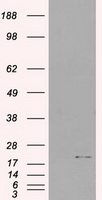 IL3 Antibody