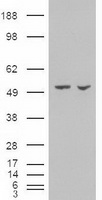 Pancreatic alpha amylase Antibody
