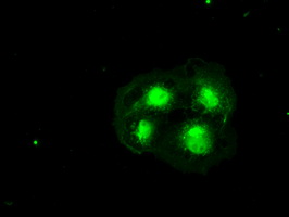 HHEX Antibody