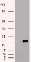 APOM Antibody