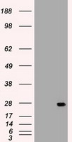 IL6 Antibody