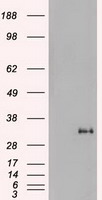 NOG Antibody