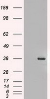 FGF2 Antibody