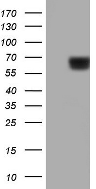PKM2 Antibody