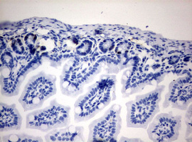 IdU Antibody