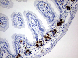IdU Antibody