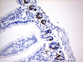 IdU Antibody