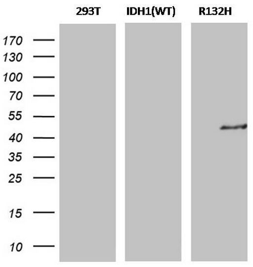 IDH1 Antibody