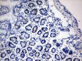 IdU Antibody