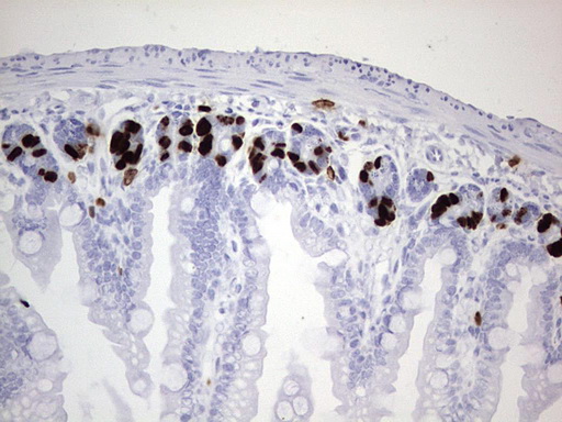 IdU Antibody