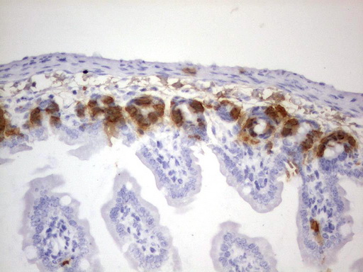 IdU Antibody