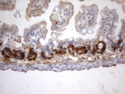 IdU Antibody