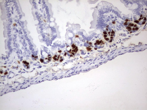 BrdU Antibody