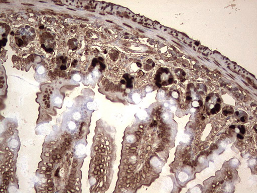BrdU Antibody