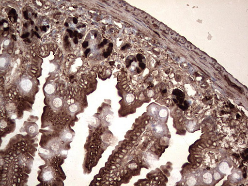 BrdU Antibody