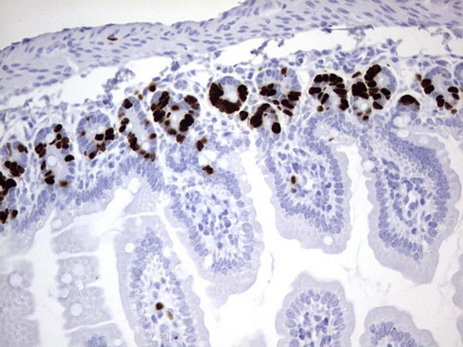 IdU Antibody
