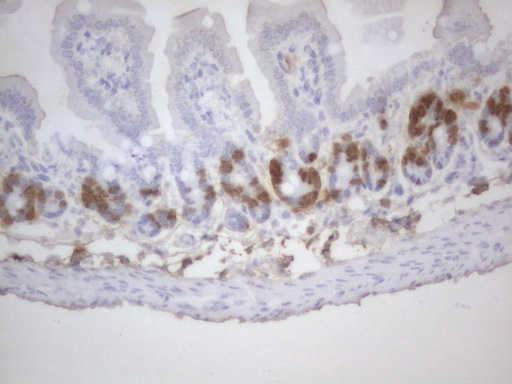 BrdU Antibody