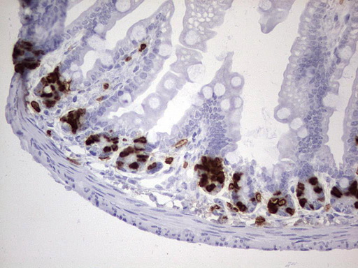 BrdU Antibody