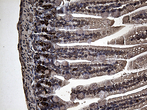 BrdU Antibody
