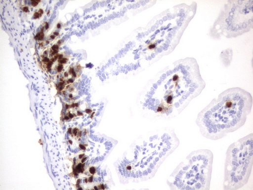 BrdU Antibody