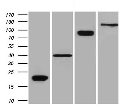 DDK (FLAG) Antibody