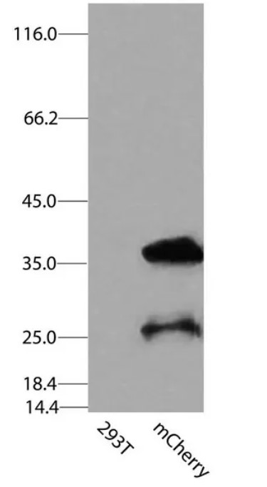 mCherry Antibody