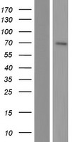 NT5C1B (NT5C1B-RDH14) Human Over-expression Lysate