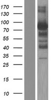 NOL4 Human Over-expression Lysate